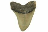 Fossil Megalodon Tooth - North Carolina #219940-2